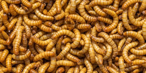 Photo of mealworms