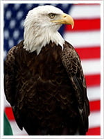 challenger the eagle