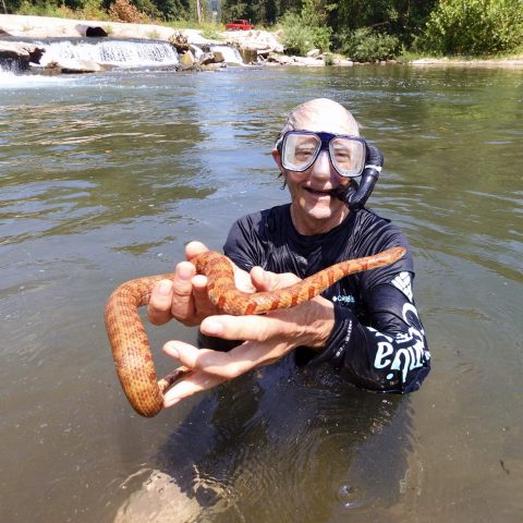 During an aquatic ecology trip to the Ozarks last August, Dr. Bill Beachly caught a snake – it’s not a venomous but a rare pigmentation called agouti.