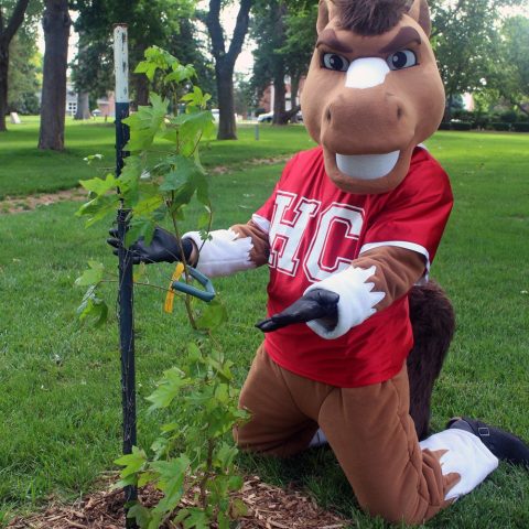 A picture of Bosco mascot with an American sweetgum moon tree.