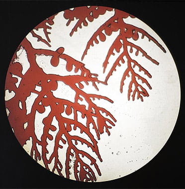 sara gevurtz red algae wt 2