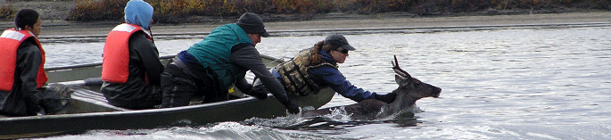 Hastings College graduate Charlotte Westing is in wildlife management in Alaska.