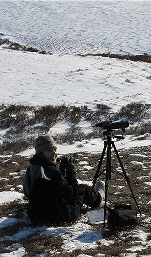 Surveying muskox in Alaska by HC grad Charlotte (Higgins) Westing.